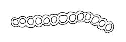 Macromitrium ligulaefolium, cross-section of upper laminal cells.
 Image: R.C. Wagstaff © All rights reserved. Redrawn with permission from Vitt (1983). 